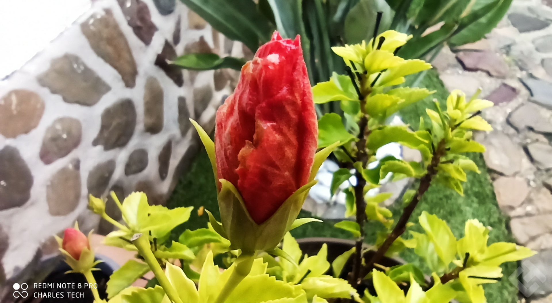 test photo redmi note 8 Pro