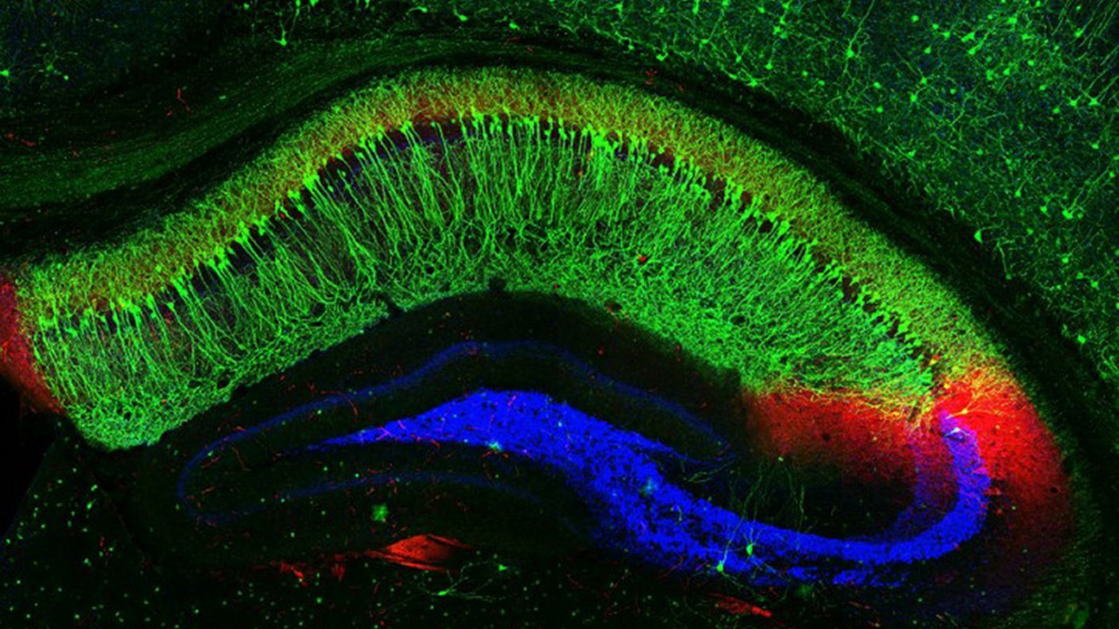 La chaleur extrême perturbe le cerveau des animaux et change leur comportement
