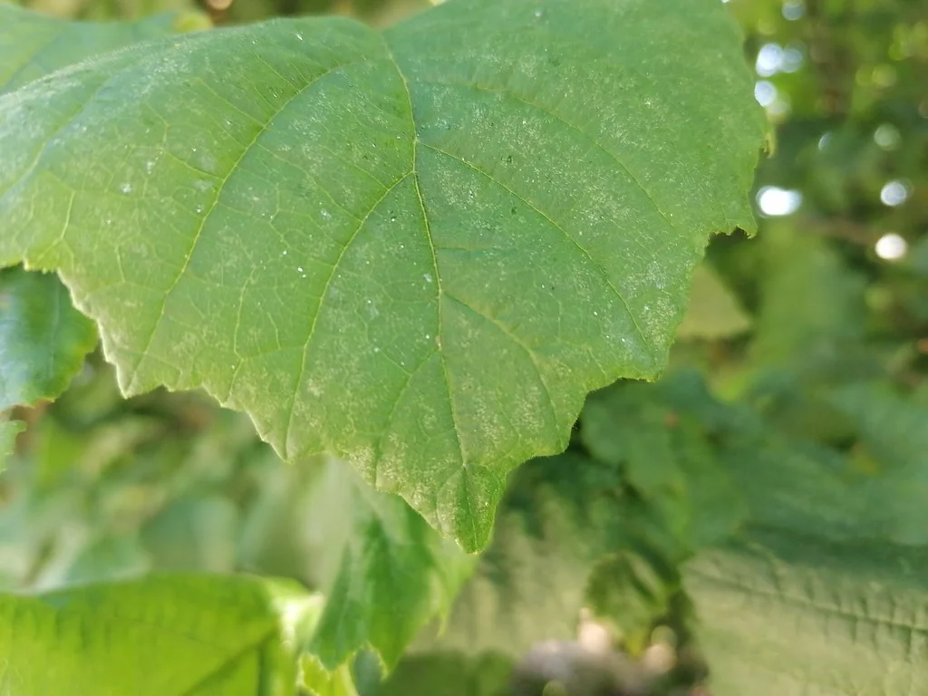 Honor 9X Lite