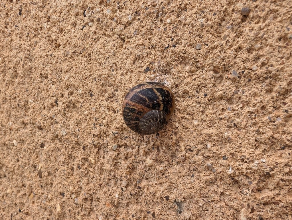 test photo google pixel 8 pro (25)