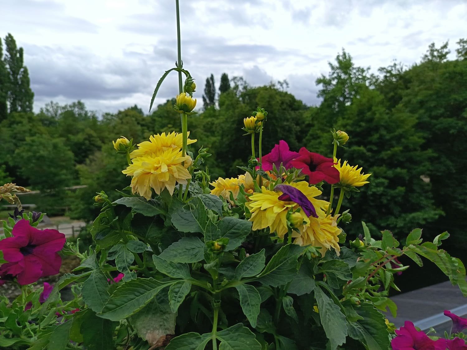 test photo honor 400 lite