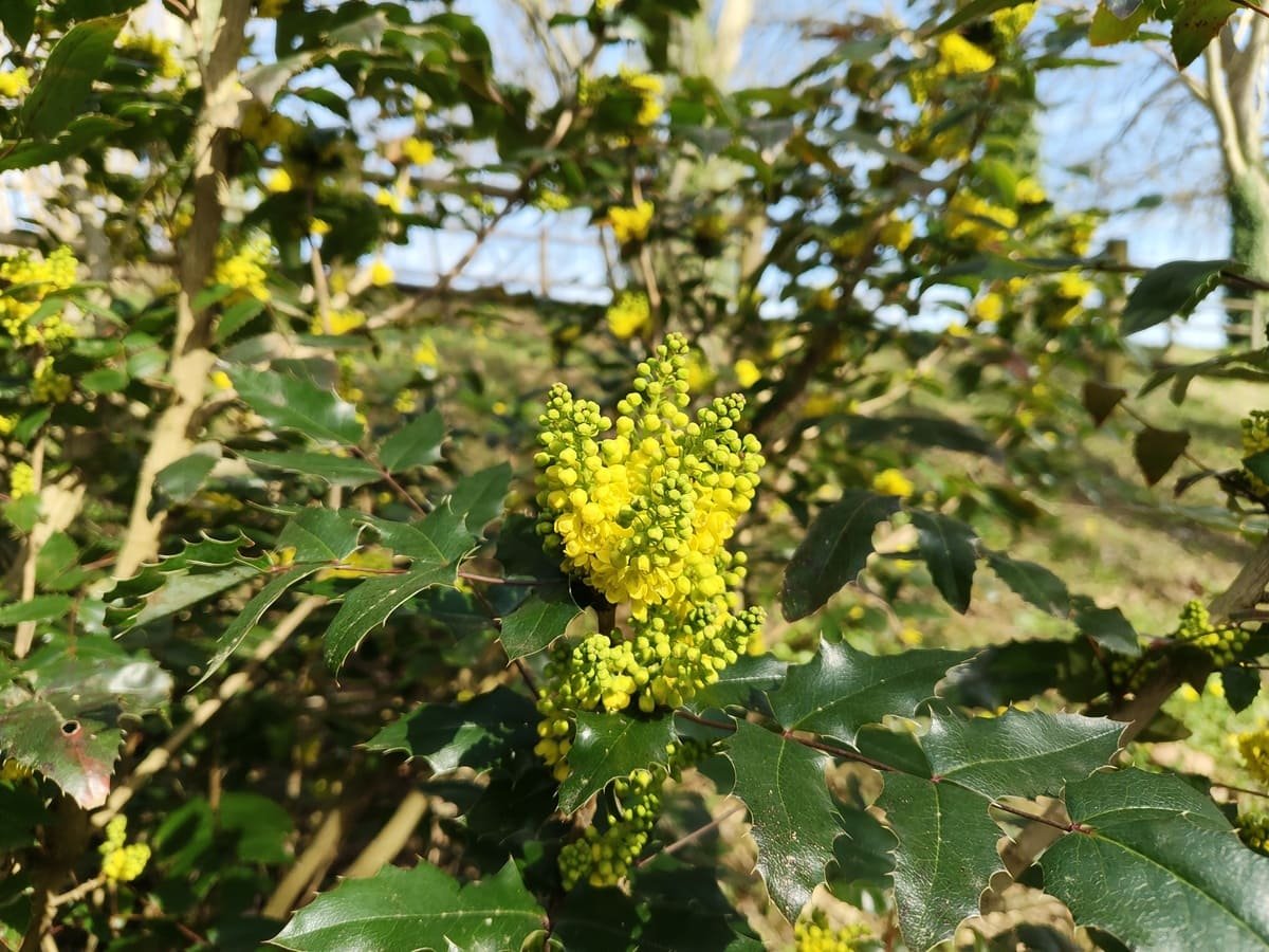 test photo nothing phone 3a pro (16)