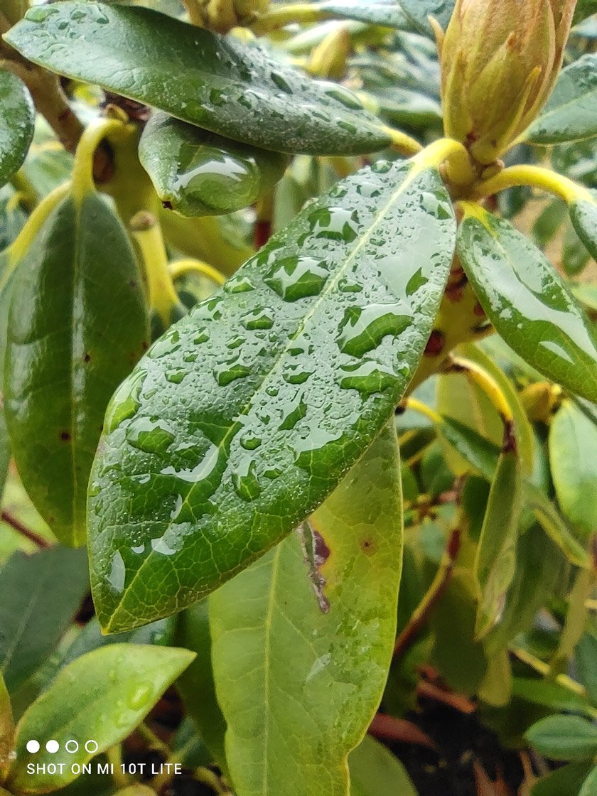 Mode macro du Xiaomi Mi 10T Lite