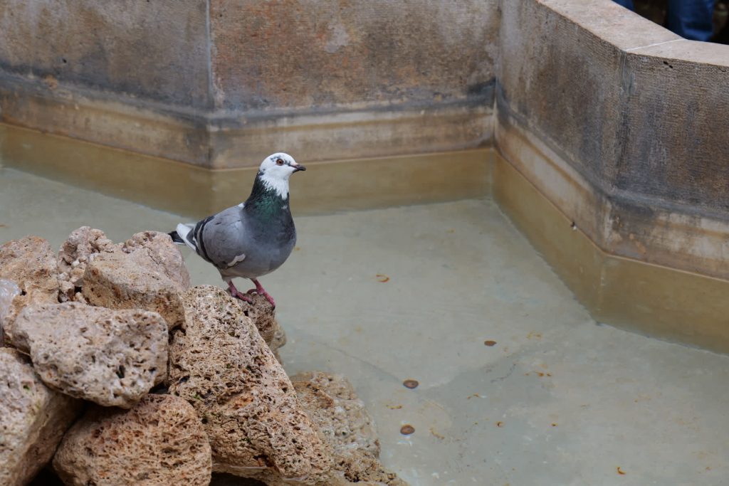 Photo d'un oiseau prise avec le Panasonic Lumix S5II