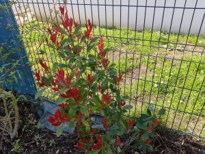 test realme 14 pro photo avis (15)