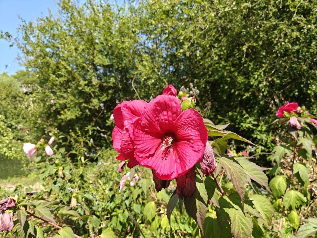 test du oneplus nord 5