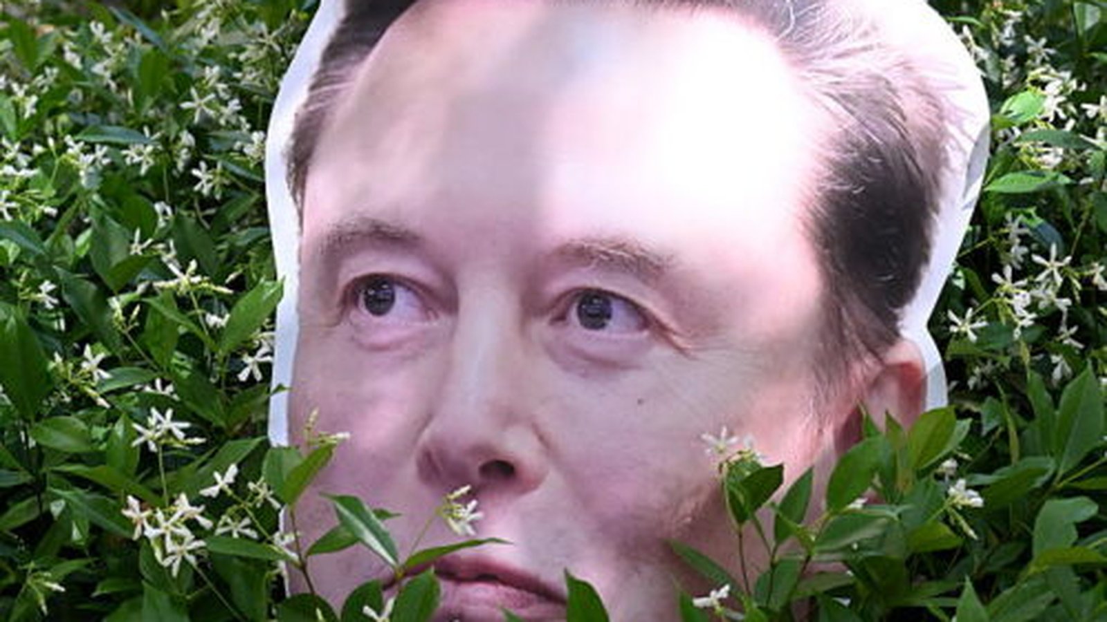 Procès Musk OpenAI — carton découpé tête d'Elon Musk dans des buissons